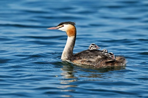 Great Crested Grebe (Podiceps Scalloped ribbonfish), with three chicks in plumage swimming in the
