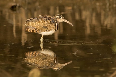 Greater Painted-snipe (Rostratula benghalensis), Gambia