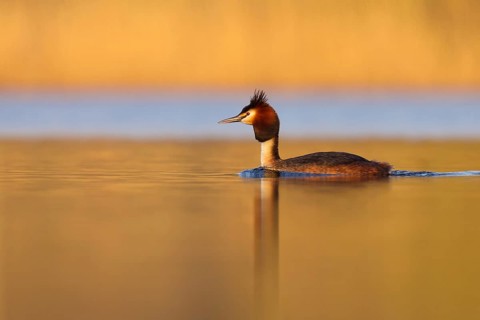 Great Crested Grebe (Podiceps cristatus), North Brabant, Netherlands