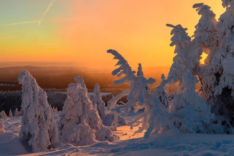 Snow-covered montane forest under rising sun at dawn, Brocken, Saxony-Anhalt, Germany