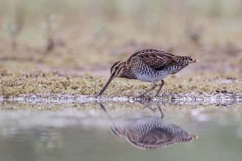 Common Snipe (Gallinago gallinago) foraging, North Rhine-Westphalia, Germany