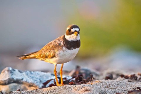 Common Ringed Plover (Charadrius hiaticula), Schleswig-Holstein, Germany