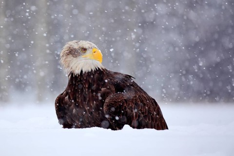 Bald Eagle, Haliaeetus leucocephalus, portrait of brown bird of prey with white head, yellow bill.