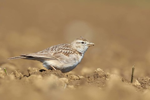 Greater Short-toed Lark (Calandrella brachydactyla), Podhum, Croatia