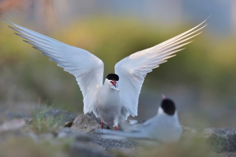 Common Tern (Sterna hirundo) displaying with fish in beak, Schleswig-Holstein, Germany