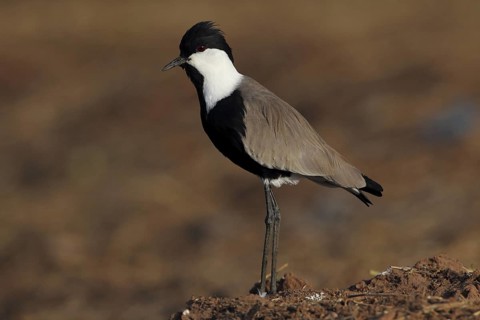 Spur-winged Lapwing (Vanellus spinosus), Gambia