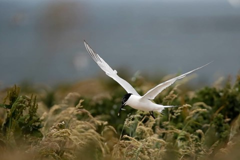 Sandwich Tern (Thalasseus sandvicensis) flying with fish in its beak, Farne Islands, United Kingdom