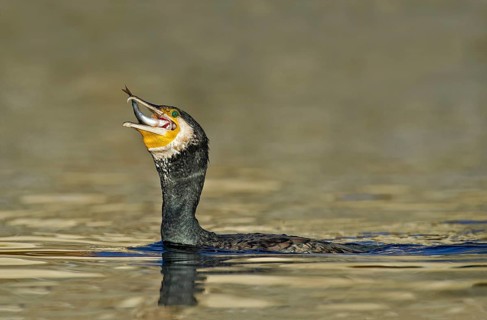 Great Cormorant (Phalacrocorax carbo) feeding on Eurasian perch (Perca fluviatilis) prey, Piedmont,