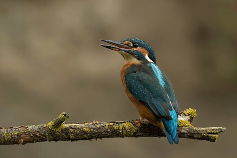 Ijsvogel juvenile vrouw, Kingfisher female juvenile