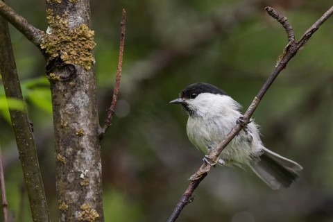 Willow Tit - Weidenmeise - Poecile montanus ssp. uralensis, Russia (Ural)