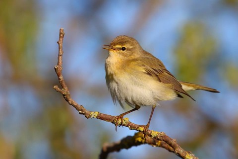 Willow Warbler (Phylloscopus trochilus) singing from a branch, Texel, Netherlands