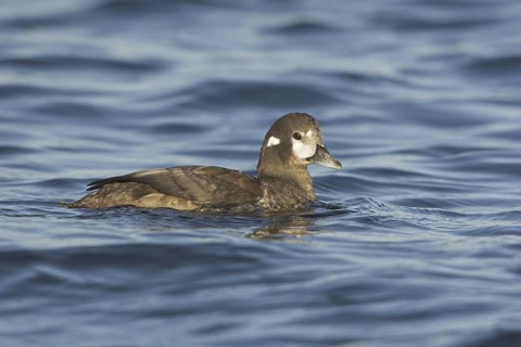 Harlequin Duck (Histrionicus histrionicus) female, British Columbia, Canada