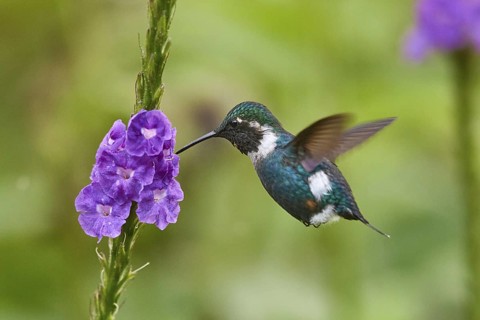 Little Woodstar (Chaetocercus bombus) male flying and feeding at a flower, Ecuador