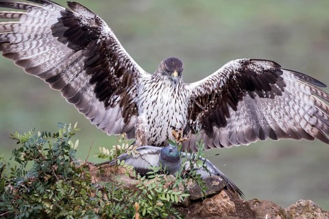 Bonelli's Eagle (Aquila fasciata) male with prey, Andalusia, Spain