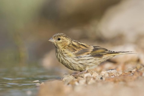 Serin - Girlitz - Serinus serinus, Croatia, juvenile