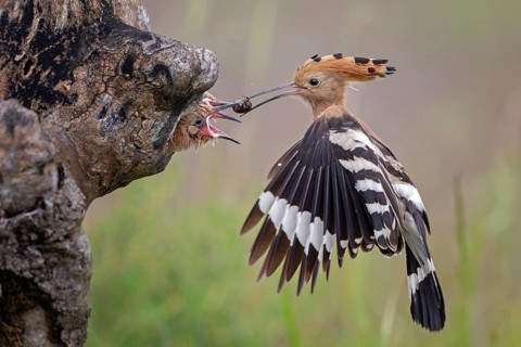 Eurasian Hoopoe (Upupa epops) feeding chicks in the breeding cave, Serbia