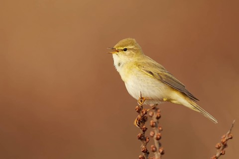 Willow Warbler (Phylloscopus trochilus) singing from a branch, North Holland, Netherlands