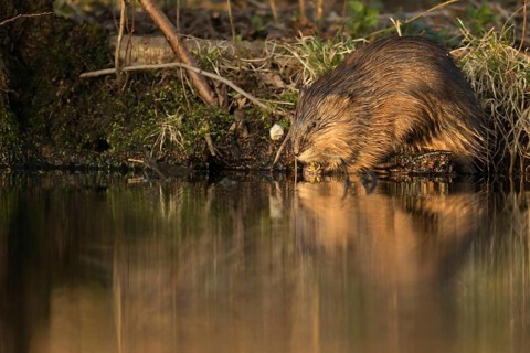 Muskrat (Ondatra zibethicus) adult on river banks, North Rhine-Westphalia Germany