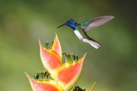 White-necked Jacobin (Florisuga mellivora) male flying and feeding on flower nectar, Costa Rica