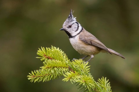 European Crested Tit (Lophophanes cristatus) perched on a spruce branch, Poland