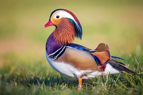 Mandarin Duck (Aix galericulata) male, Saxony-Anhalt, Germany