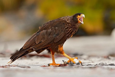 Bird feeding behaviour. Birds of prey Strieted caracara, sitting in on the rock, Falkland Islands,