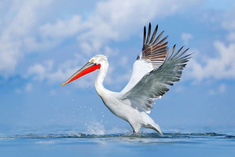Bird in the water. Dalmatian pelican, Pelecanus crispus, landing in Lake Kerkini, Greece. Pelican