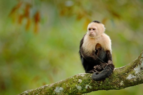 Wildlife of Costa Rica. Travel holiday in Central America. White-headed Capuchin, black monkey