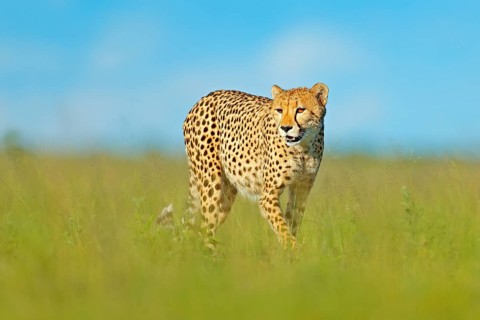 Cheetah, Acinonyx jubatus, walking wild cat. Fastest mammal on the land, Botswana, Africa. Cheetah