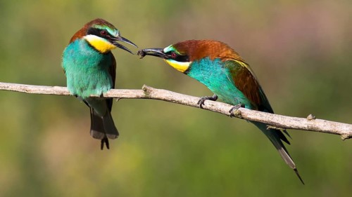 European Bee-eater (Merops apiaster) pair displaying, presentation of an insect as bridal gift,
