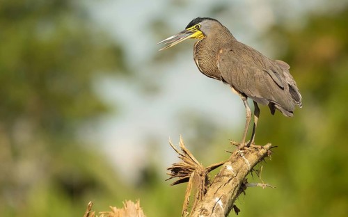 Nacktkehlreiher (Tigrisoma mexicanum), bare-throdet Tiger-heron