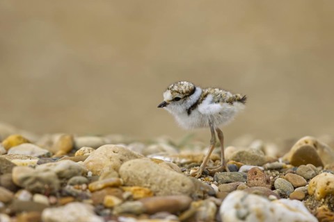Little Ringed Plover (Charadrius dubius) chick, North Rhine-Westphalia, Germany