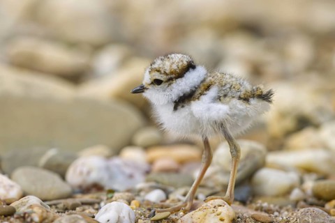 Little Ringed Plover (Charadrius dubius) chick, North Rhine-Westphalia, Germany
