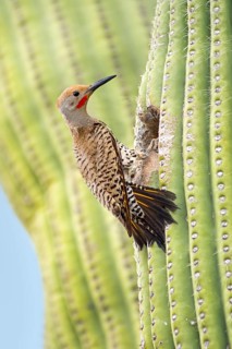 Gilded Flicker (Colaptes chrysoides) male at nest hole in Saguaro cactus (Carnegiea gigantea),