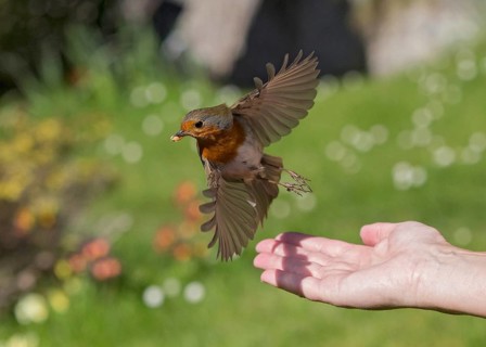 European Robin (Erithacus rubecula) feeding on mealworms from hand, Wales, United Kingdom