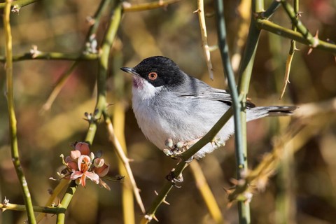 Sardinian Warbler (Sylvia melanocephala) male perched on a branch, Eilat, Israel
