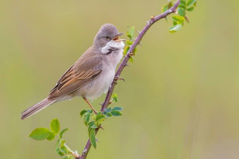 Common Whitethroat (Sylvia communis) male singing, perched on a twig, Poland