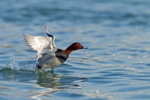 Common Pochard (Aythya ferina) male flying, Baden-Wuerttemberg, Germany