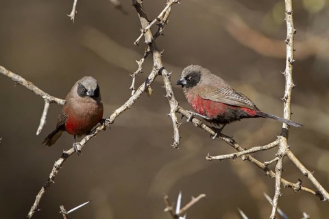 Black-faced Waxbill (Estrilda erythronotos), Otjozondjupa, Namibia