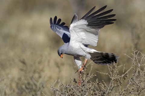 Pale Chanting Goshawk (Melierax canorus), Northern Cape, Kgalagadi Transfrontier Park, South Africa