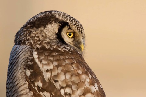 Northern Hawk-Owl (Surnia ulula), Zwolle, Netherlands