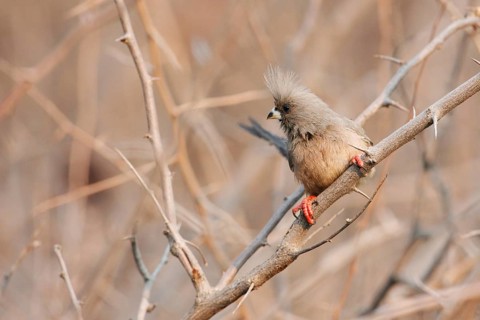 White-backed Mousebird (Colius colius), Namibia