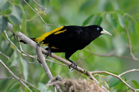 Yellow-rumped Cacique (Cacicus cela), Pantanal, Brazil