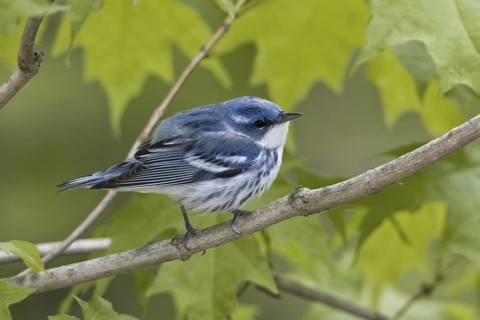 Cerulean Warbler (Setophaga cerulea), Ontario, Canada