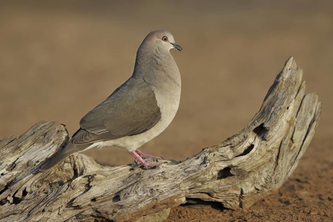White-tipped Dove (Leptotila verreauxi), Texas, USA