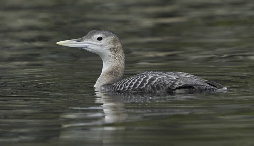 Yellow-billed Loon (Gavia adamsii), British Columbia, Canada