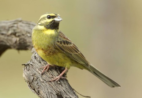 Cirl Bunting (Emberiza cirlus), Rhineland-Palatinate, Germany