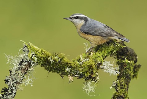Red-breasted Nuthatch (Sitta canadensis), British Columbia, Canada