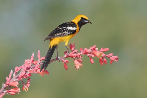 Hooded Oriole (Icterus cucullatus) male perched on a flowering branch, Arizona, USA