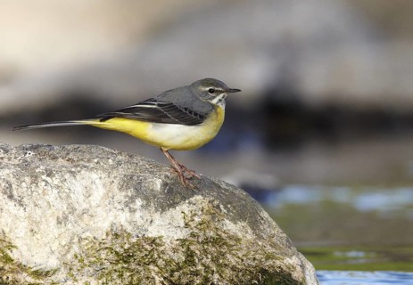 Grey Wagtail (Motacilla cinerea) male, Mecklenburg-Western Pomerania, Germany